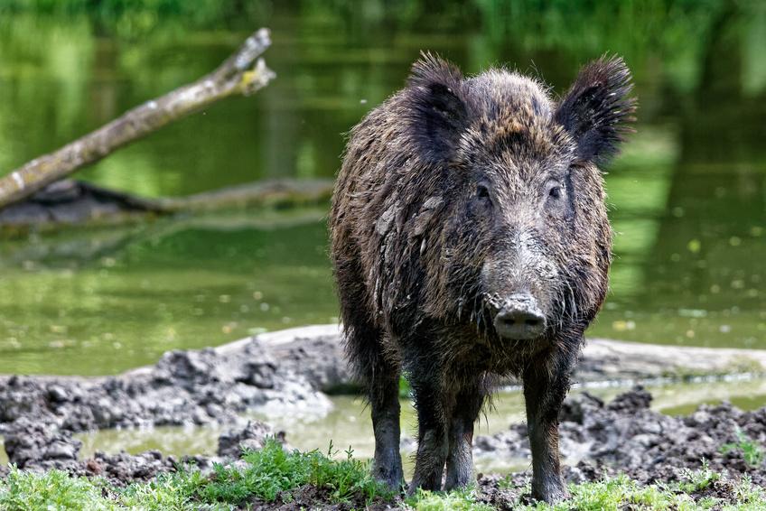 Peste porcine africaine Peste porcine africaine